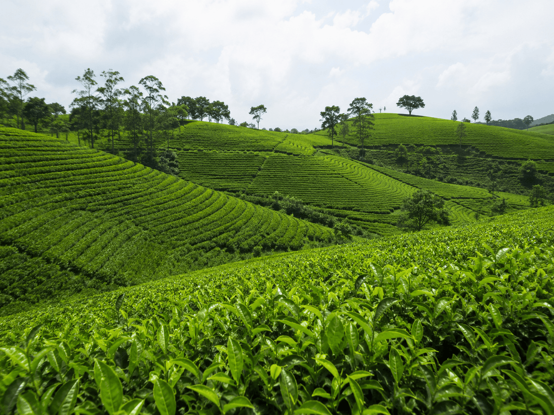 Where Does Matcha Come From?
