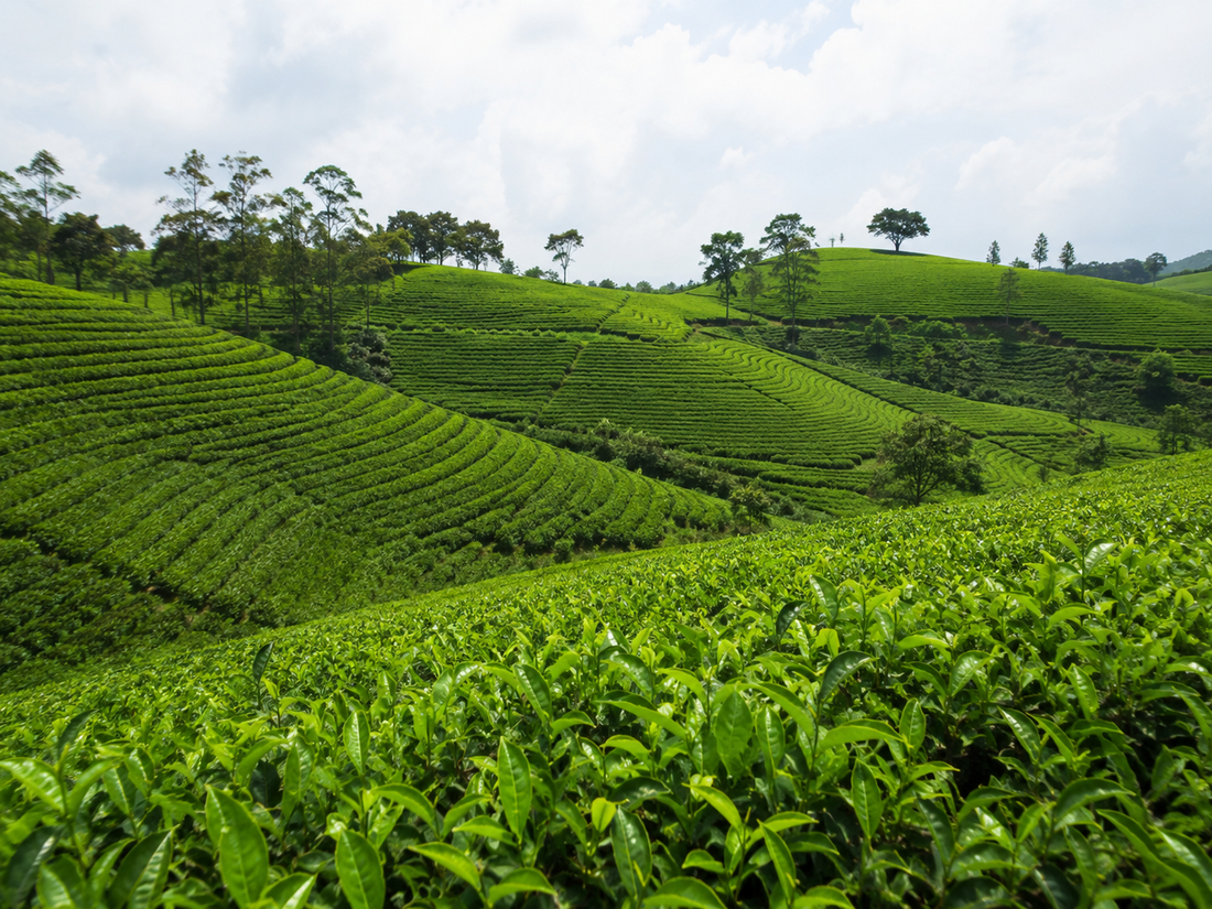 First Harvest vs. Second Harvest Matcha: What’s the Difference?