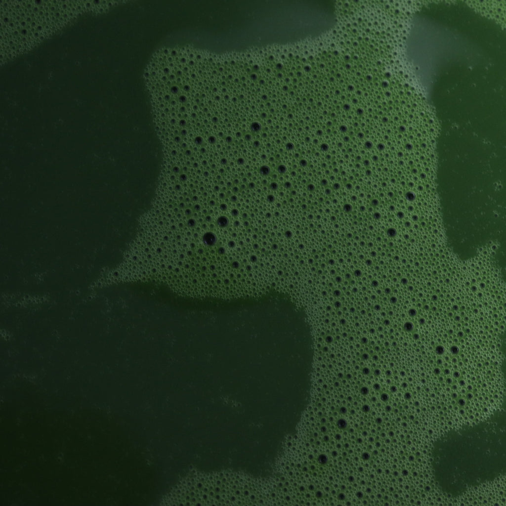 Nishio Kohaku Matcha - Ceremonial Grade