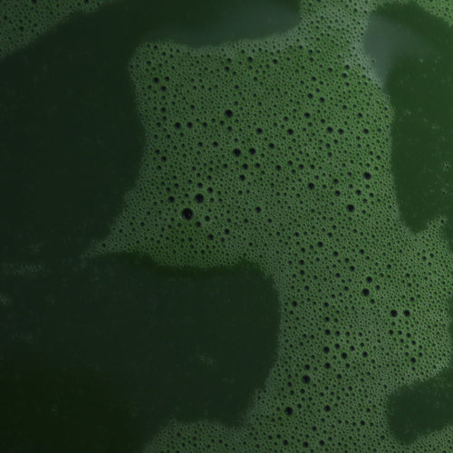 Nishio Kohaku Matcha - Ceremonial Grade